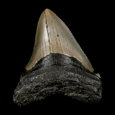 2.5" Quality Megalodon Shark Tooth Serrated Fossil Natural Miocene Age COA