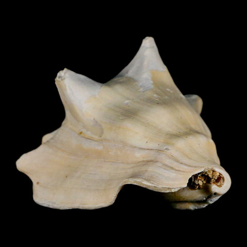 3.5" Strombus Bubonius Fossil Shell Gastropod Pliocene Age Almeria, Spain - Fossil Age Minerals