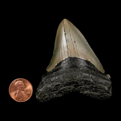 2.5" Quality Megalodon Shark Tooth Serrated Fossil Natural Miocene Age COA
