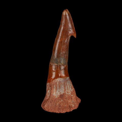 XL 2.8" Sawfish Fossil Tooth Barb Onchopristis Numidus Cretaceous Dinosaur Era COA - Fossil Age Minerals