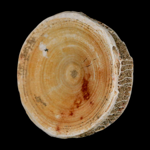 57MM Otodus Obliquus Shark Vertebrae Fossil Bone In Matrix Morocco COA - Fossil Age Minerals