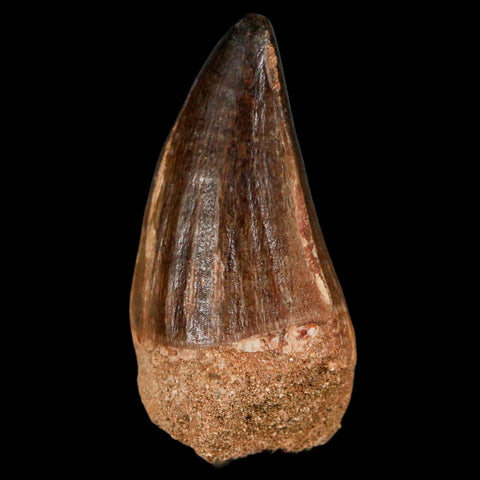 XL 2" Mosasaur Prognathodon Fossil Tooth Cretaceous Dinosaur Era COA & Stand - Fossil Age Minerals