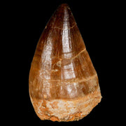 XL 2.1" Mosasaur Prognathodon Fossil Tooth Cretaceous Dinosaur Era COA & Stand