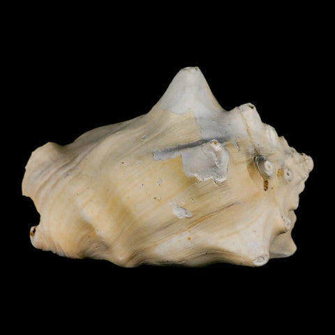 3.5" Strombus Bubonius Fossil Shell Gastropod Pliocene Age Almeria, Spain - Fossil Age Minerals