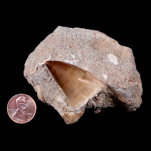 1.4" Mosasaur Prognathodon Fossil Tooth In Matrix Cretaceous Dinosaur Era COA - Fossil Age Minerals
