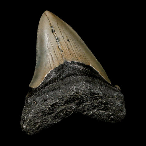 2.5" Quality Megalodon Shark Tooth Serrated Fossil Natural Miocene Age COA