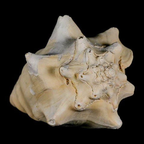 3.5" Strombus Bubonius Fossil Shell Gastropod Pliocene Age Almeria, Spain - Fossil Age Minerals