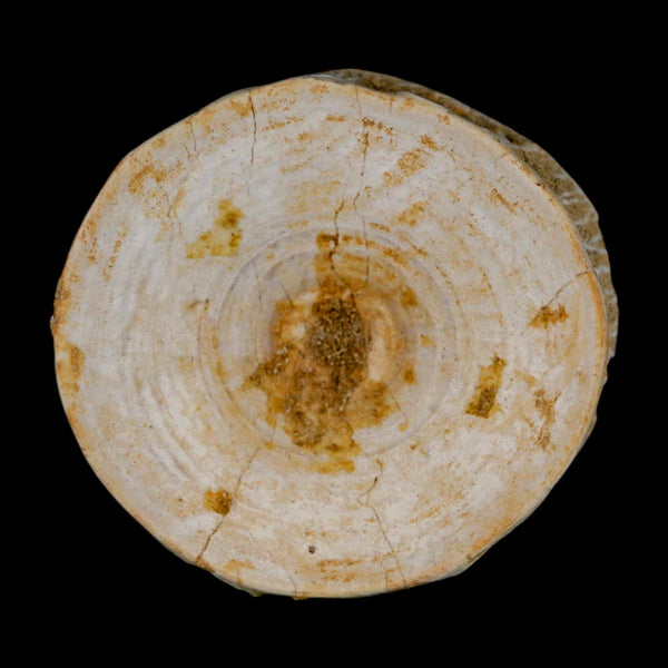 49MM Otodus Obliquus Shark Vertebrae Fossil Bone In Matrix Morocco COA