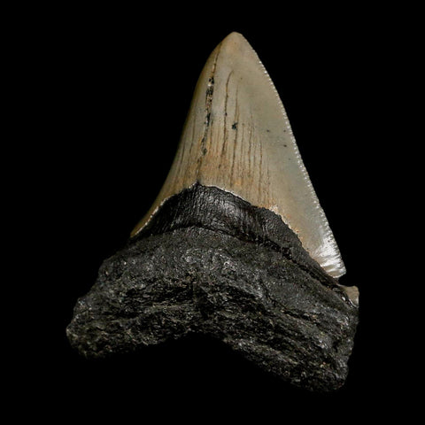 2.5" Quality Megalodon Shark Tooth Serrated Fossil Natural Miocene Age COA