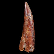 1.1" Pterosaur Coloborhynchus Fossil Tooth Upper Cretaceous Morocco COA & Display
