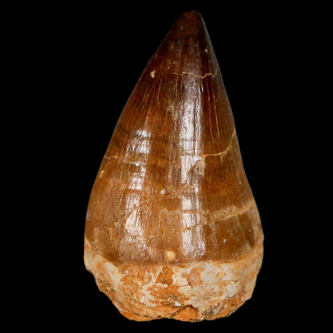 XL 2.1" Mosasaur Prognathodon Fossil Tooth Cretaceous Dinosaur Era COA & Stand - Fossil Age Minerals