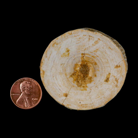 49MM Otodus Obliquus Shark Vertebrae Fossil Bone In Matrix Morocco COA - Fossil Age Minerals