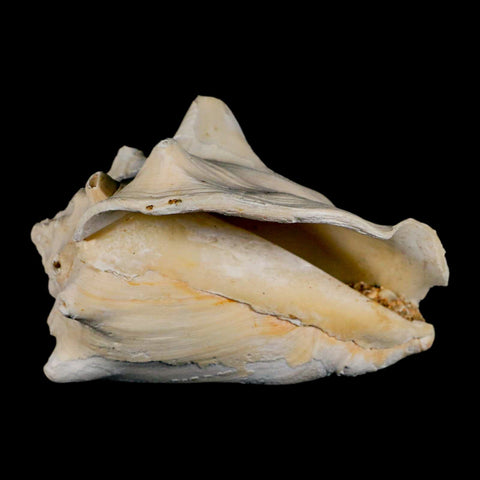 3.5" Strombus Bubonius Fossil Shell Gastropod Pliocene Age Almeria, Spain - Fossil Age Minerals