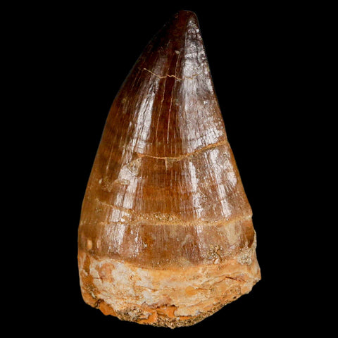 XL 2.1" Mosasaur Prognathodon Fossil Tooth Cretaceous Dinosaur Era COA & Stand - Fossil Age Minerals