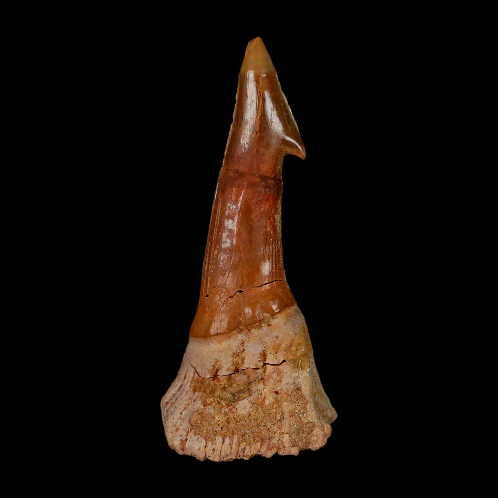 XL 2.8" Sawfish Fossil Tooth Barb Onchopristis Numidus Cretaceous Dinosaur Era COA - Fossil Age Minerals