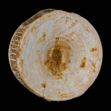 49MM Otodus Obliquus Shark Vertebrae Fossil Bone In Matrix Morocco COA