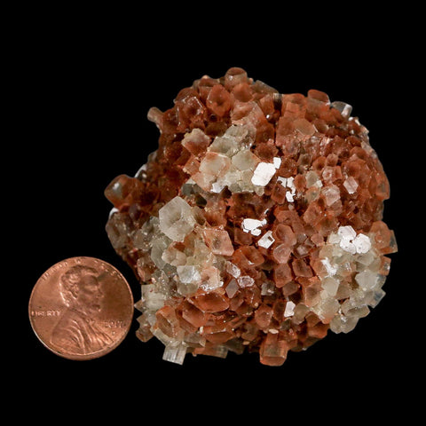 2.1" Aragonite Mineral Two Tone Crystal Cluster Specimen Tazouta Morocco - Fossil Age Minerals