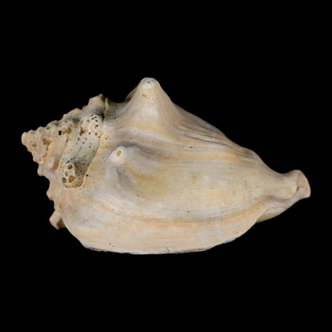 3.6" Strombus Bubonius Fossil Shell Gastropod Pliocene Age Almeria, Spain - Fossil Age Minerals
