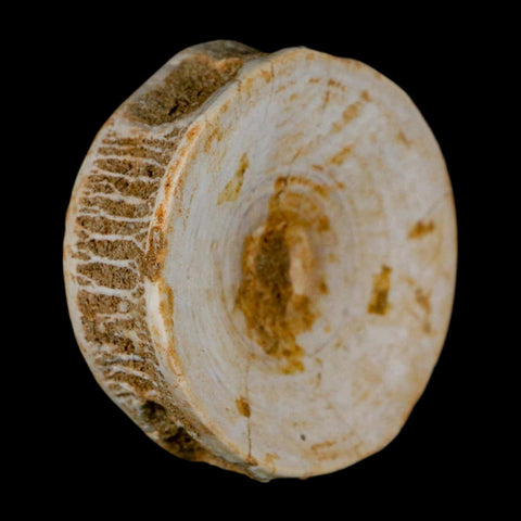 49MM Otodus Obliquus Shark Vertebrae Fossil Bone In Matrix Morocco COA - Fossil Age Minerals