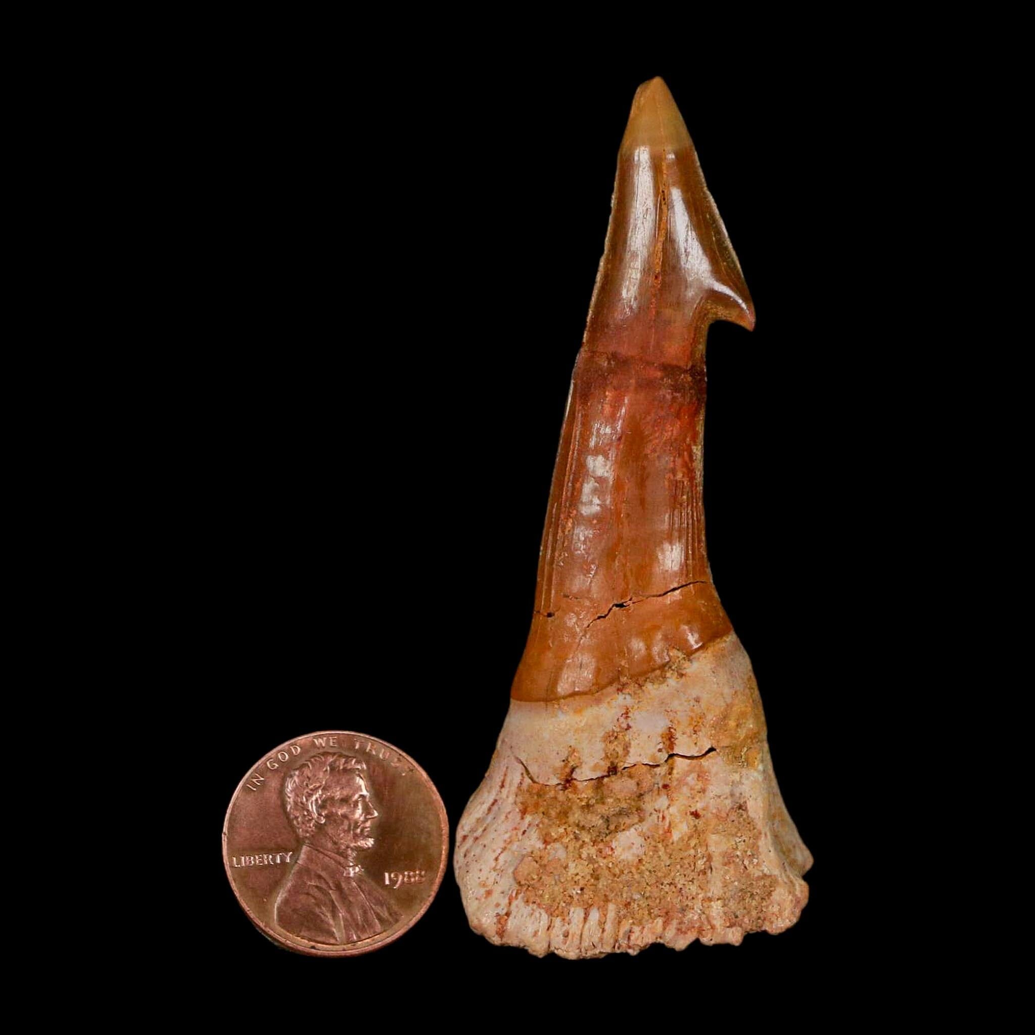 XL 2.8" Sawfish Fossil Tooth Barb Onchopristis Numidus Cretaceous Dinosaur Era COA - Fossil Age Minerals