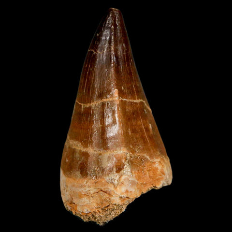 XL 2.1" Mosasaur Prognathodon Fossil Tooth Cretaceous Dinosaur Era COA & Stand - Fossil Age Minerals