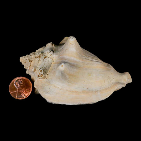 3.6" Strombus Bubonius Fossil Shell Gastropod Pliocene Age Almeria, Spain - Fossil Age Minerals