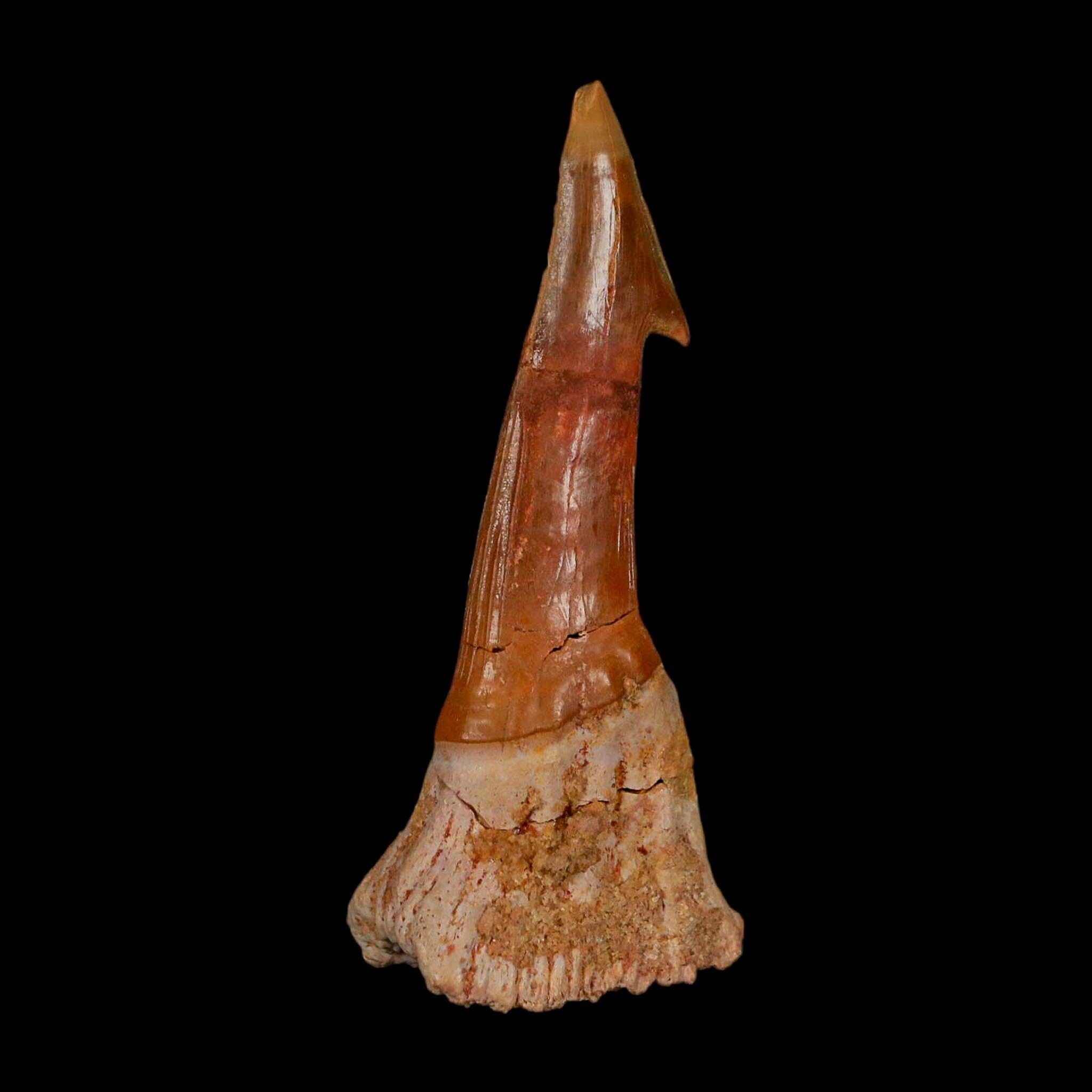 XL 2.8" Sawfish Fossil Tooth Barb Onchopristis Numidus Cretaceous Dinosaur Era COA - Fossil Age Minerals