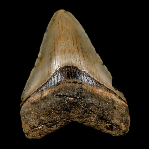 3" Quality Megalodon Shark Tooth Serrated Fossil Natural Miocene Age COA