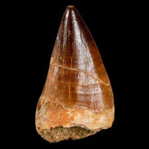 XL 2.1" Mosasaur Prognathodon Fossil Tooth Cretaceous Dinosaur Era COA & Stand - Fossil Age Minerals