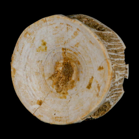 49MM Otodus Obliquus Shark Vertebrae Fossil Bone In Matrix Morocco COA - Fossil Age Minerals