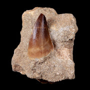 1.4" Mosasaur Prognathodon Fossil Tooth In Matrix Cretaceous Dinosaur Era COA