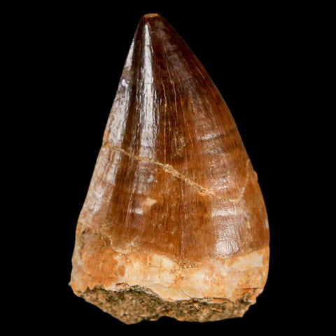 XL 2.1" Mosasaur Prognathodon Fossil Tooth Cretaceous Dinosaur Era COA & Stand - Fossil Age Minerals