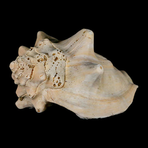 3.6" Strombus Bubonius Fossil Shell Gastropod Pliocene Age Almeria, Spain - Fossil Age Minerals