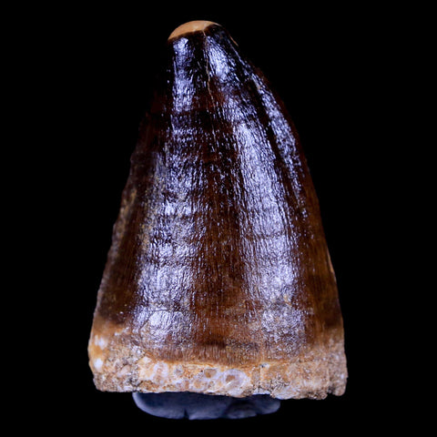 XL 2.1" Mosasaur Prognathodon Fossil Tooth Cretaceous Dinosaur Era COA & Stand - Fossil Age Minerals