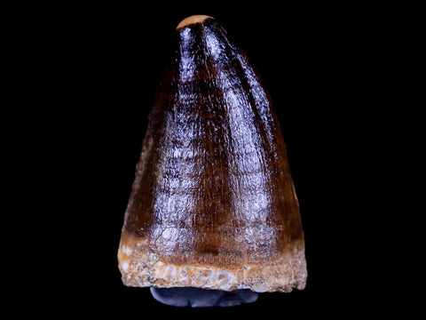 XL 2.1" Mosasaur Prognathodon Fossil Tooth Cretaceous Dinosaur Era COA & Stand - Fossil Age Minerals