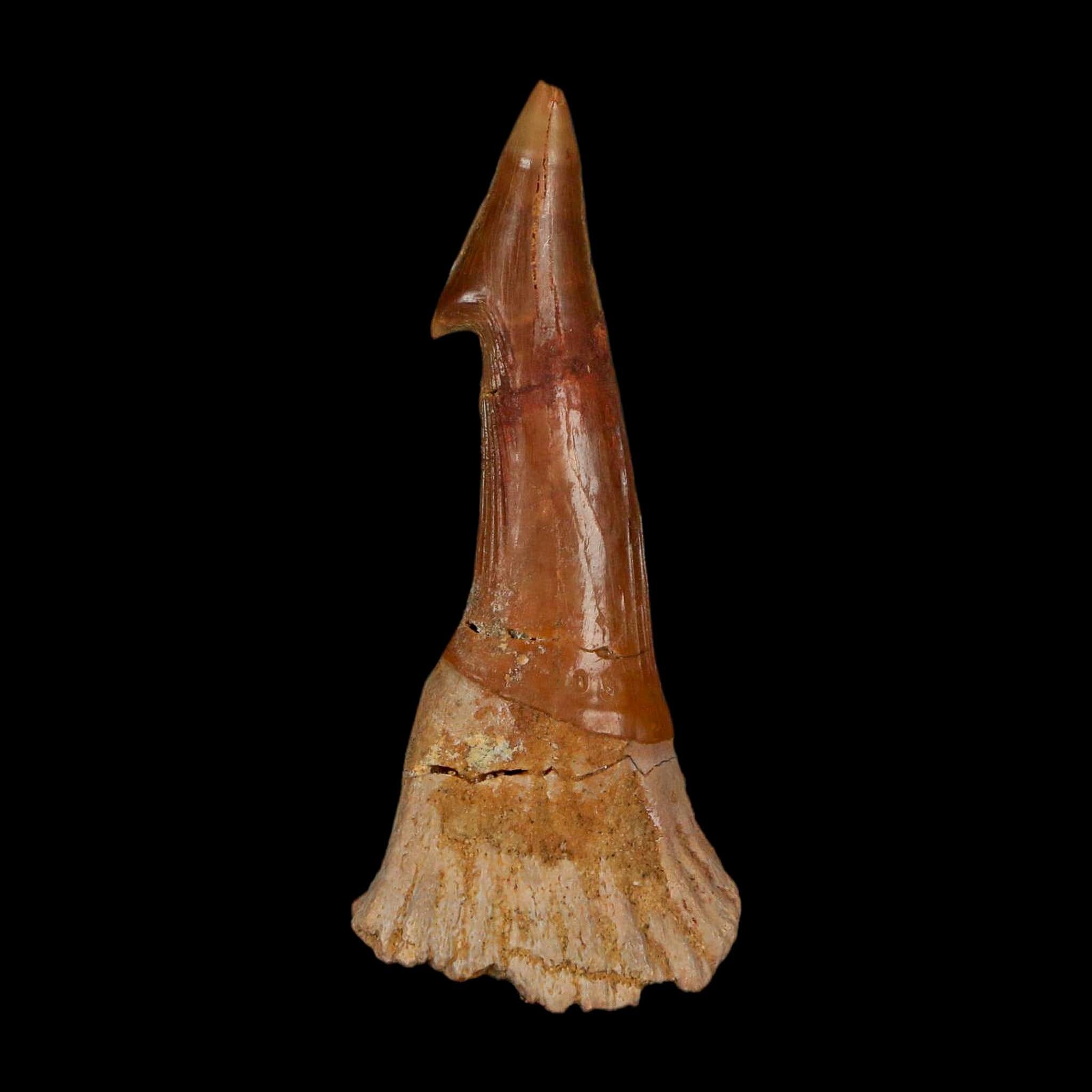 XL 2.8" Sawfish Fossil Tooth Barb Onchopristis Numidus Cretaceous Dinosaur Era COA - Fossil Age Minerals