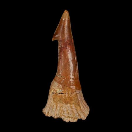 XL 2.8" Sawfish Fossil Tooth Barb Onchopristis Numidus Cretaceous Dinosaur Era COA