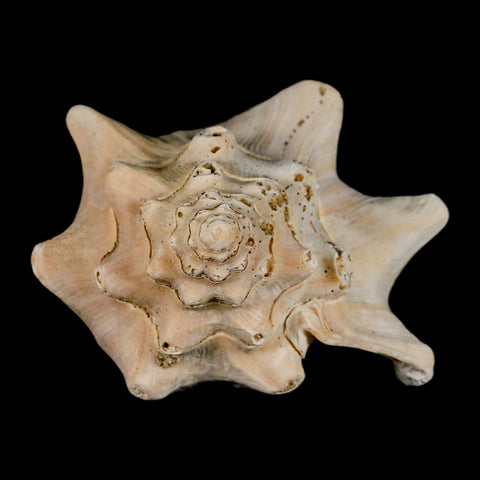 3.6" Strombus Bubonius Fossil Shell Gastropod Pliocene Age Almeria, Spain - Fossil Age Minerals