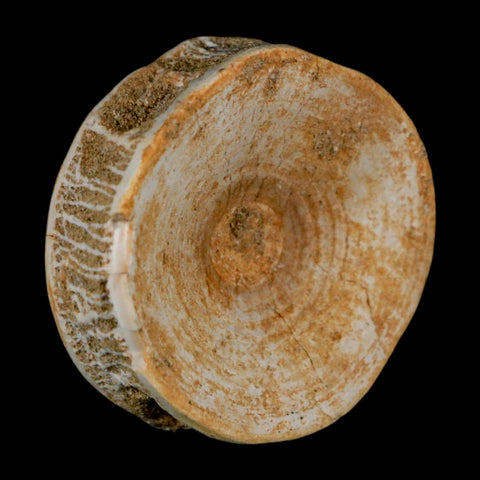 49MM Otodus Obliquus Shark Vertebrae Fossil Bone In Matrix Morocco COA - Fossil Age Minerals