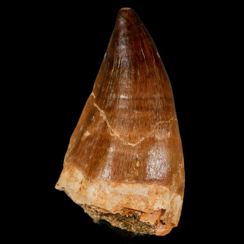 XL 2.1" Mosasaur Prognathodon Fossil Tooth Cretaceous Dinosaur Era COA & Stand - Fossil Age Minerals