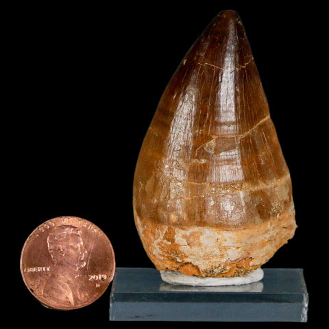 XL 2.1" Mosasaur Prognathodon Fossil Tooth Cretaceous Dinosaur Era COA & Stand - Fossil Age Minerals