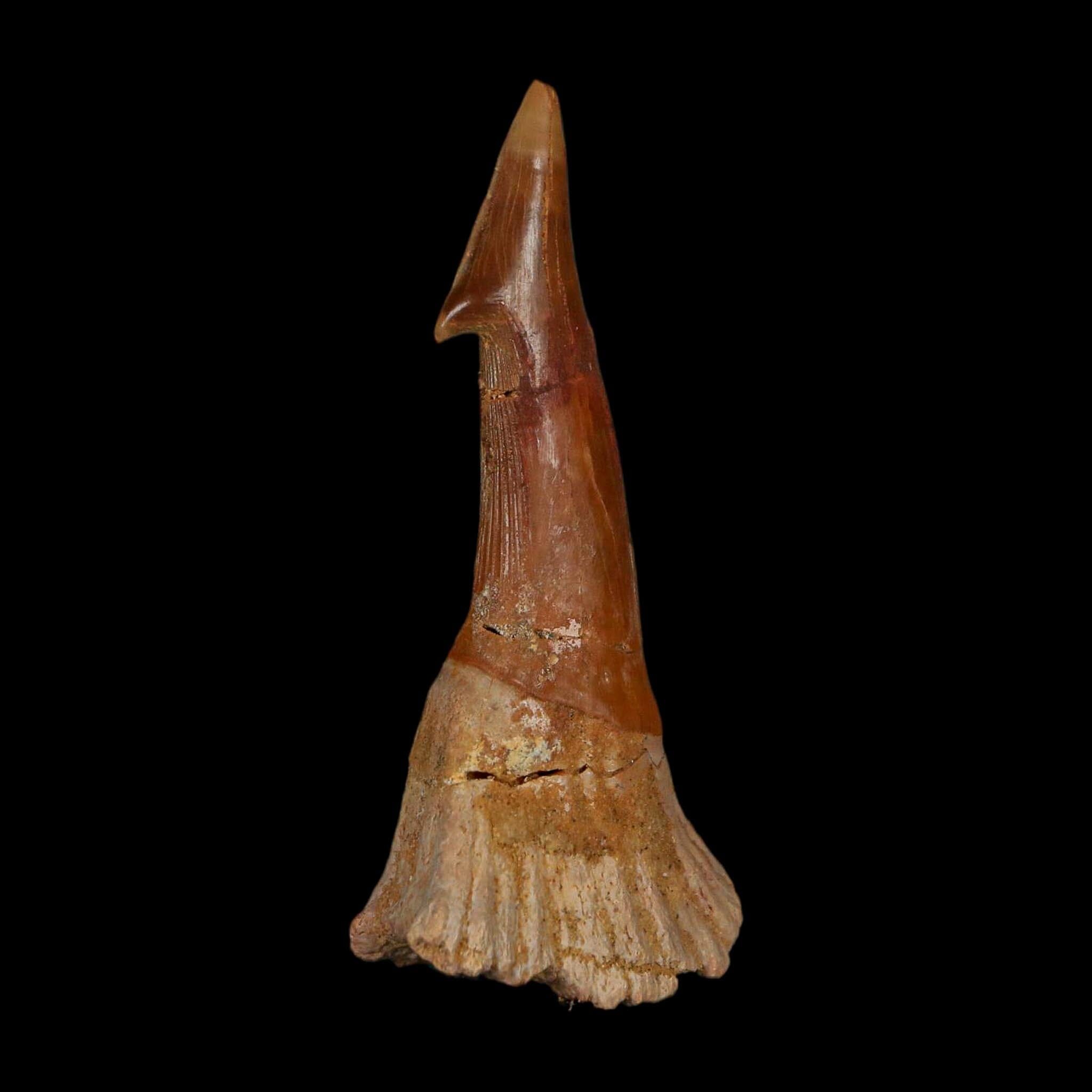 XL 2.8" Sawfish Fossil Tooth Barb Onchopristis Numidus Cretaceous Dinosaur Era COA - Fossil Age Minerals