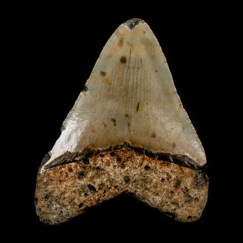 3" Quality Megalodon Shark Tooth Serrated Fossil Natural Miocene Age COA