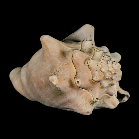 3.6" Strombus Bubonius Fossil Shell Gastropod Pliocene Age Almeria, Spain - Fossil Age Minerals