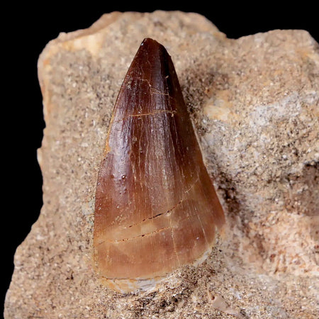 1.4" Mosasaur Prognathodon Fossil Tooth In Matrix Cretaceous Dinosaur Era COA