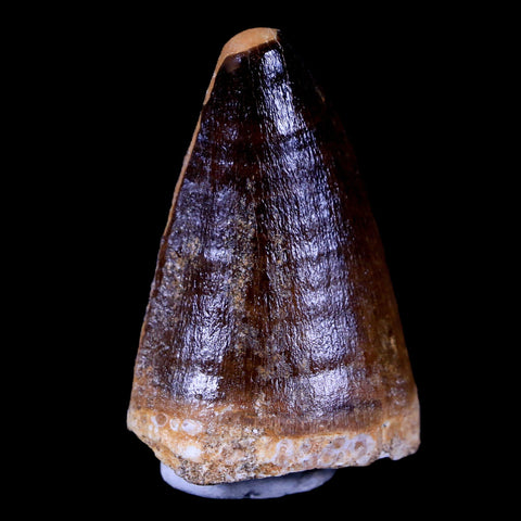 XL 2.1" Mosasaur Prognathodon Fossil Tooth Cretaceous Dinosaur Era COA & Stand - Fossil Age Minerals