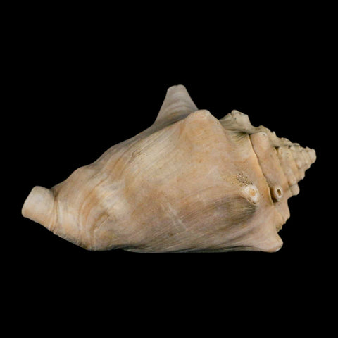 3.6" Strombus Bubonius Fossil Shell Gastropod Pliocene Age Almeria, Spain - Fossil Age Minerals