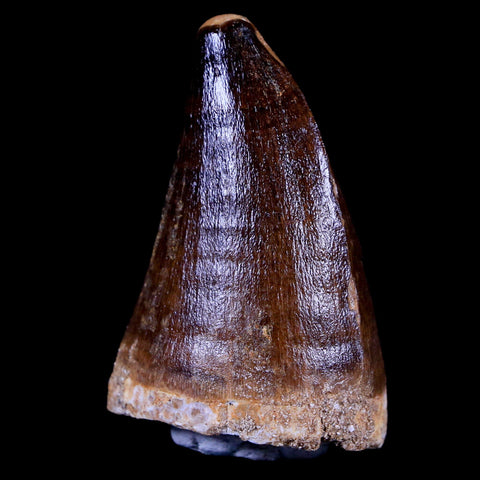 XL 2.1" Mosasaur Prognathodon Fossil Tooth Cretaceous Dinosaur Era COA & Stand - Fossil Age Minerals