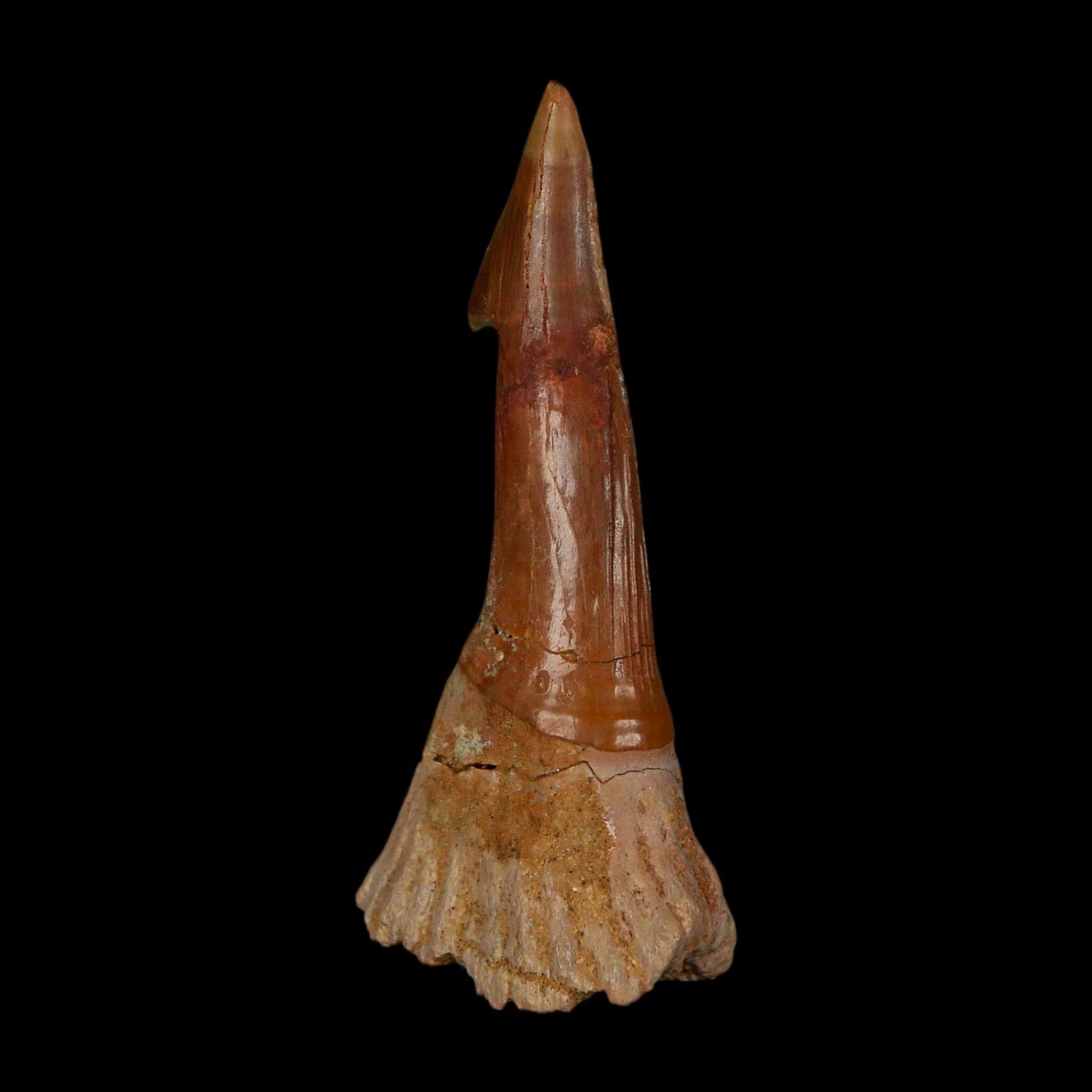 XL 2.8" Sawfish Fossil Tooth Barb Onchopristis Numidus Cretaceous Dinosaur Era COA - Fossil Age Minerals