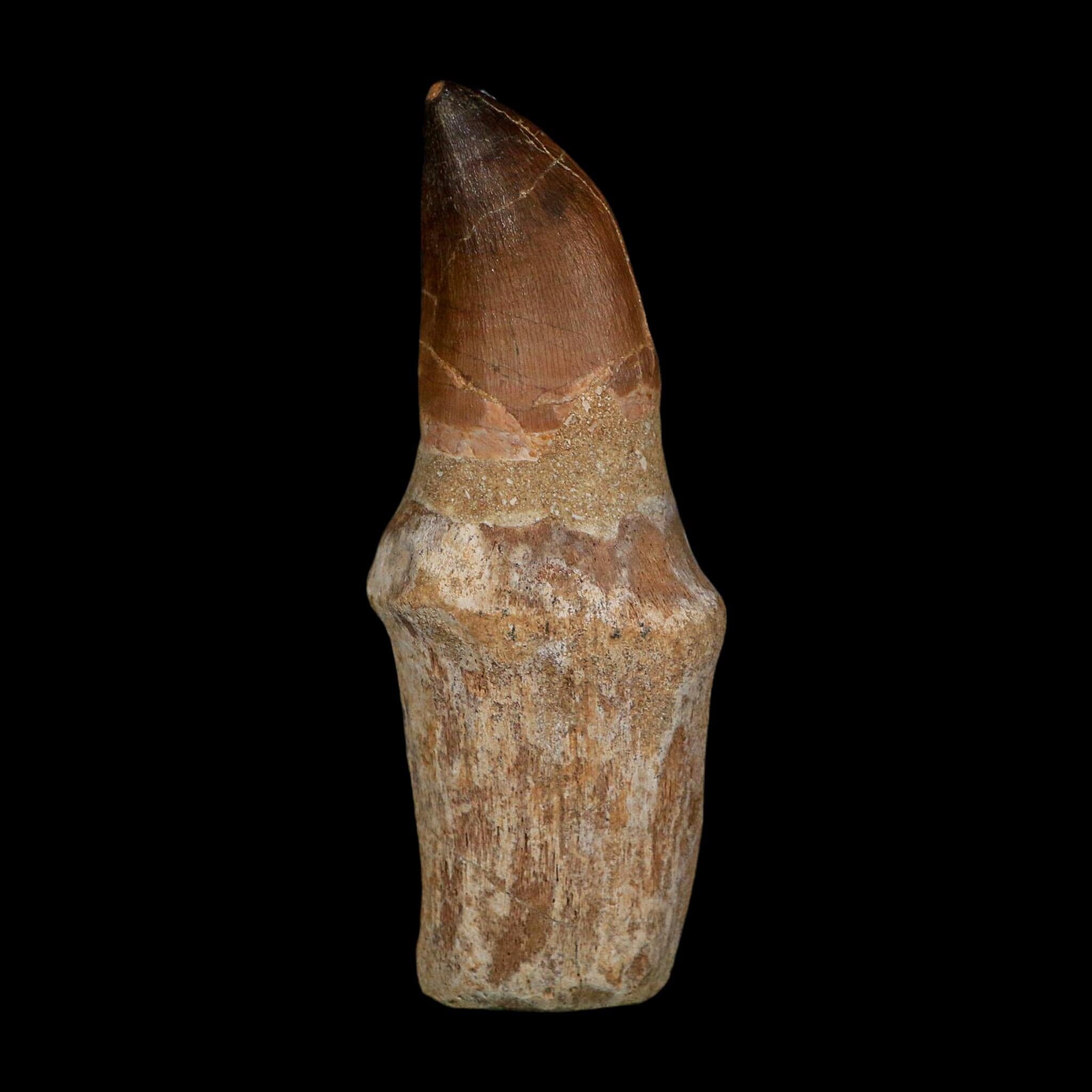 XL 4.2" Mosasaur Prognathodon Fossil Tooth Rooted Cretaceous Dinosaur Era COA - Fossil Age Minerals